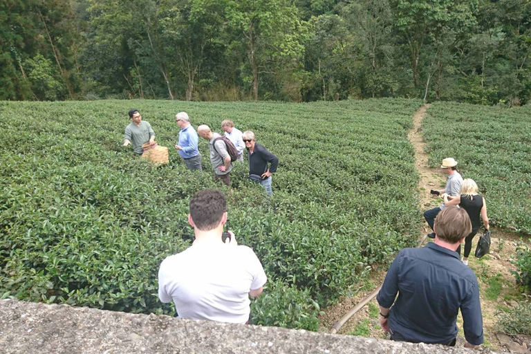 Da Taipei: Tour guidato di un giorno della cultura del tè di Pinglin e Maokong