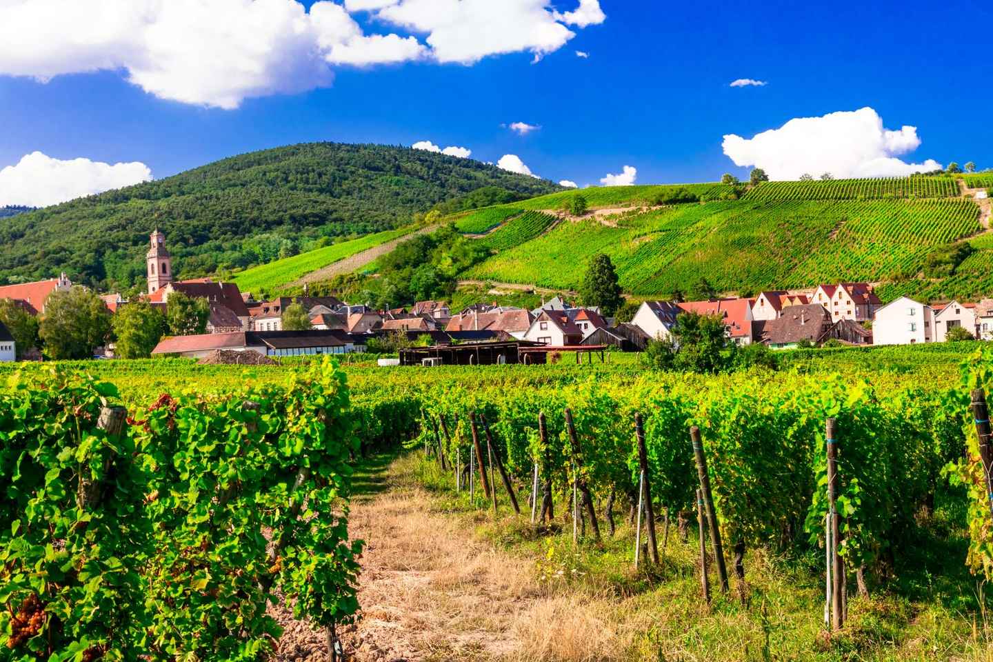 From Strasbourg: Half-Day Tour of Alsace Villages - From Strasbourg: Half-Day Tour of Alsace Villages