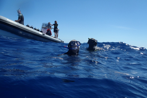 São Miguel : nage sauvage avec les dauphins