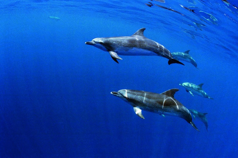 São Miguel: Wildes Schwimmen mit Delfinen