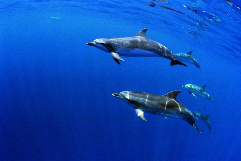 São Miguel: nuoto selvaggio con i delfini