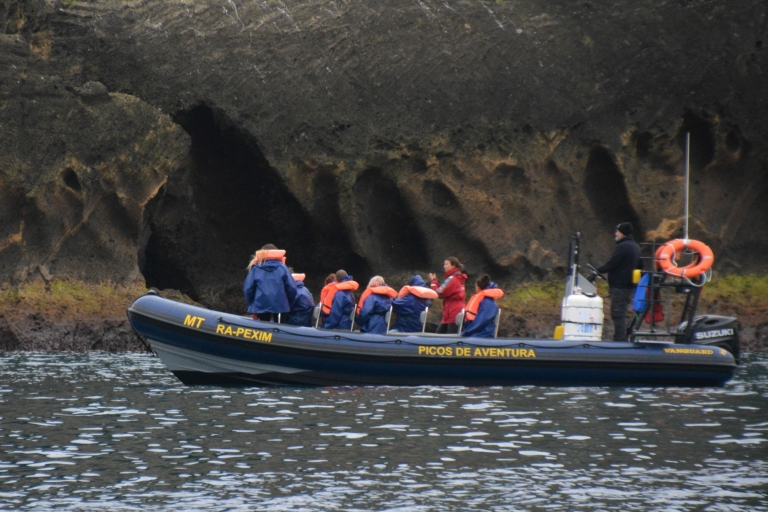 Terceira: Halbtägige Delphin- und Walbeobachtungstour
