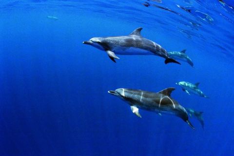 Terceira: tour di mezza giornata di avvistamento di delfini e balene