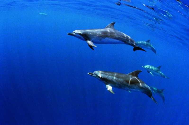 Terceira: dolfijn- en walvisspottocht van een halve dag