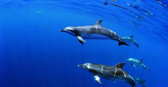 Terceira: Half-Day Dolphin and Whale Watching Tour
