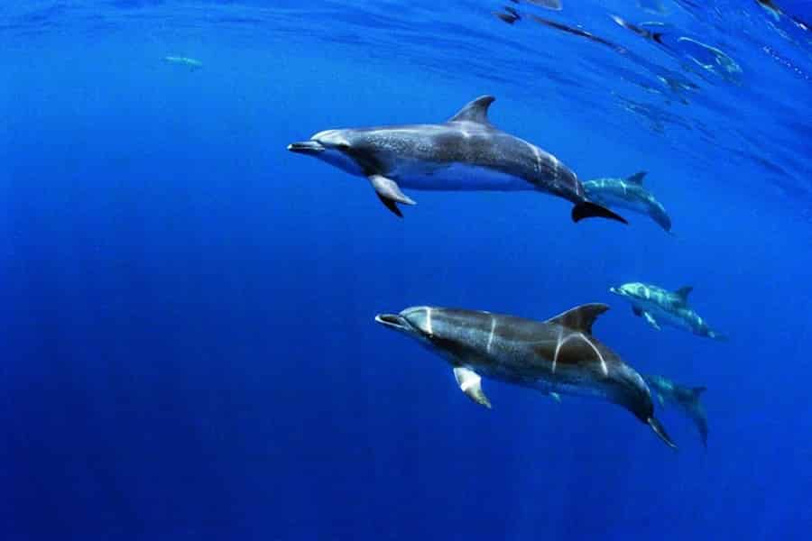 Terceira: Halbtägige Delphin- und Walbeobachtungstour. Foto: GetYourGuide