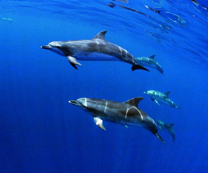 Terceira: Half-Day Dolphin and Whale Watching Tour