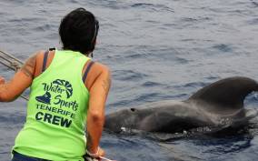 From Los Cristianos: No-Chase Whale and Dolphin Tour