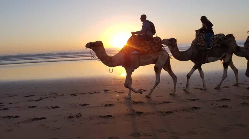 Agadir ou Taghazout Promenade à dos de chameau au coucher du soleil