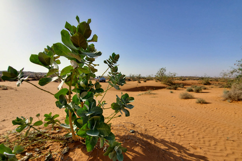 Från Agadir: Dagsutflykt och kamelridning i SaharaöknenUpphämtning från Taghazout