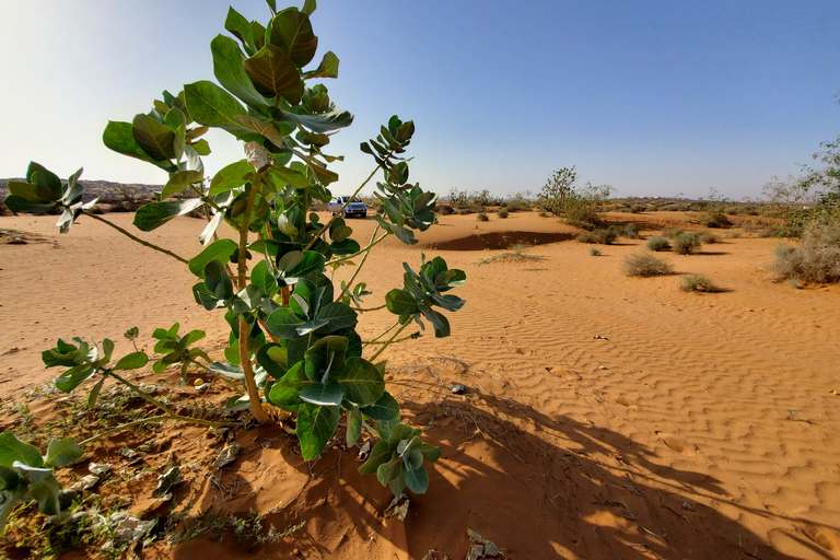 Agadir: Sahara Desert Full-Day Tour With Lunch Departure from Taghazout