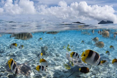 Bora Bora: Romantic Dive for Two in The Pearl of the Pacific