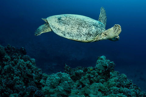 Mergulho noturno em Oahu: Aventura para mergulhadores certificadosMergulho Noturno em Oahu: Aventura para Mergulhadores Certificados