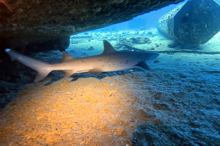 Mergulho noturno em Oahu: Aventura para mergulhadores certificadosMergulho Noturno em Oahu: Aventura para Mergulhadores Certificados