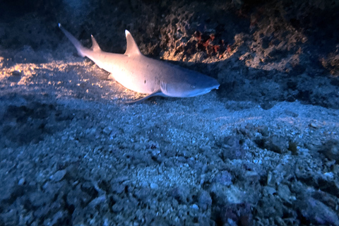 Oahu Night Dive: Adventure for Certified Divers