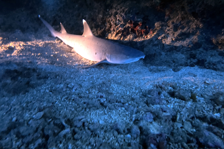 Oahu Night Dive: przygoda dla certyfikowanych nurków