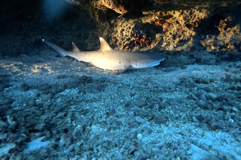 Oahu Night Dive: przygoda dla certyfikowanych nurków