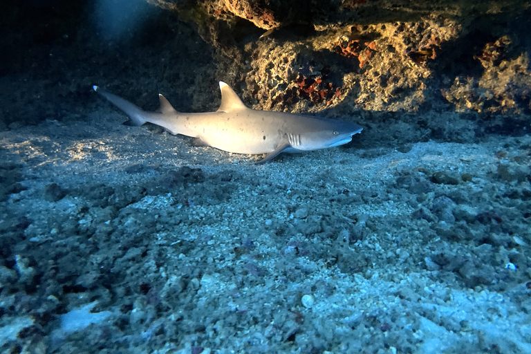 Oahu Night Dive: przygoda dla certyfikowanych nurków