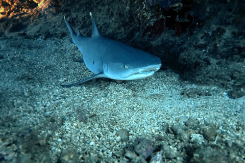 Oahu Night Dive: Adventure for Certified Divers