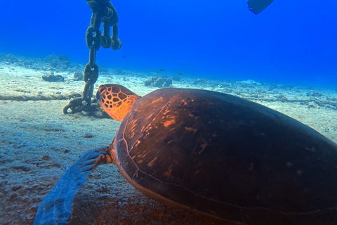 Mergulho noturno em Oahu: Aventura para mergulhadores certificadosMergulho Noturno em Oahu: Aventura para Mergulhadores Certificados