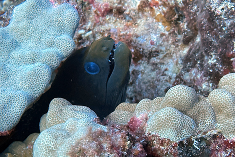 Oahu Night Dive: Adventure for Certified Divers