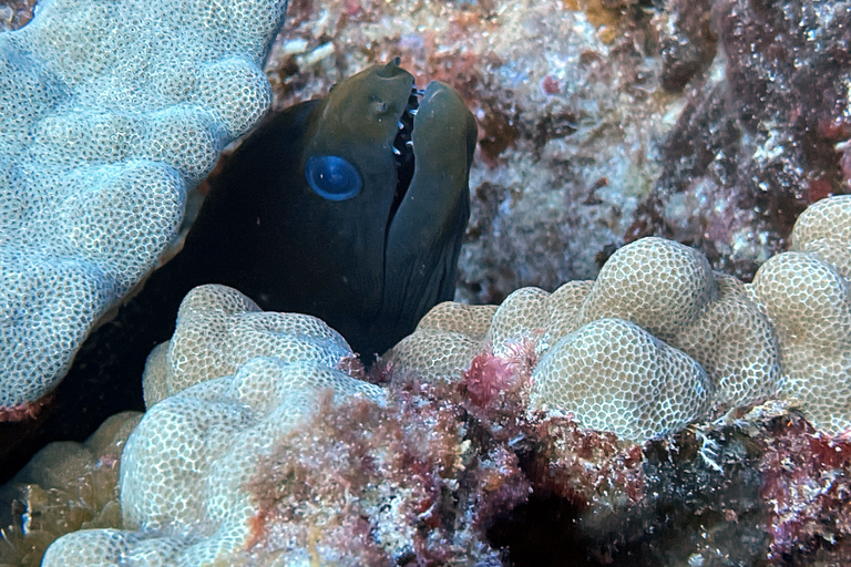 Immersione notturna a Oahu: Avventura per subacquei certificatiOahu Night Dive: avventura per subacquei certificati