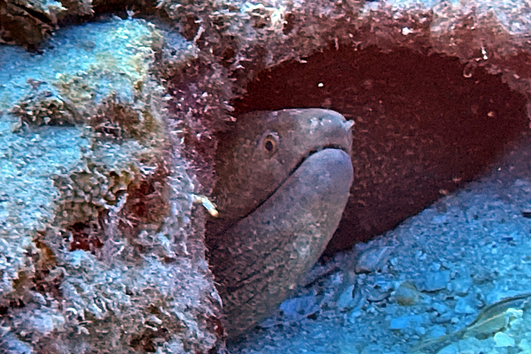 Immersione notturna a Oahu: Avventura per subacquei certificatiOahu Night Dive: avventura per subacquei certificati