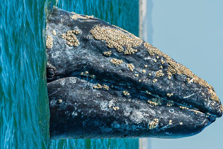 Whale Watching in La Paz – Gray Whale Encounter