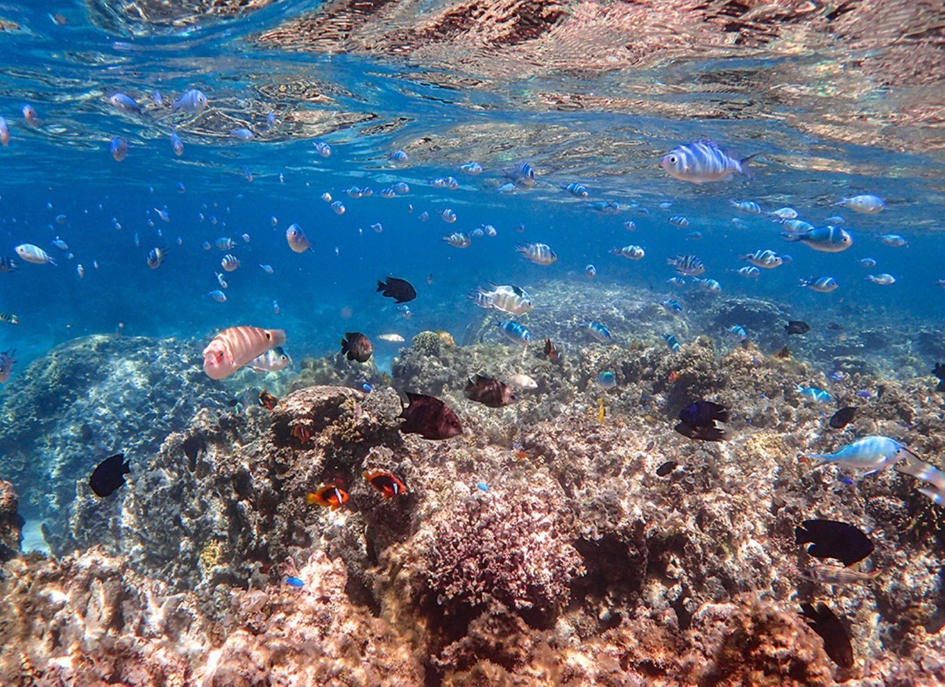 Ishigaki Island: Bådtur med snorkling ved Phantom Island