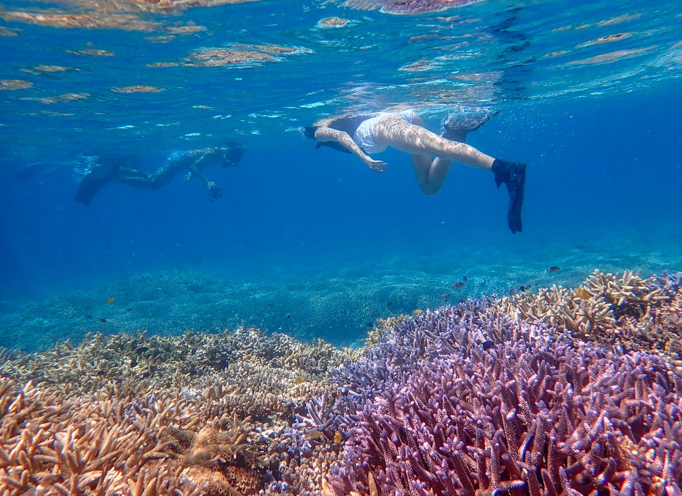 Ishigaki Island: Bådtur med snorkling ved Phantom Island