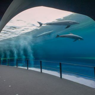 Genoa: Aquarium and FantaCinema Combined Ticket