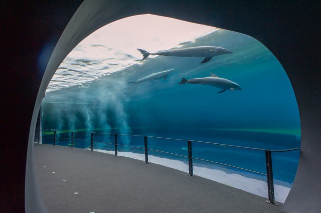 Visit Genoa Aquarium and FantaCinema Combined Ticket in Genoa
