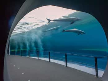 Genua: Aquarium und FantaCinema Kombiticket