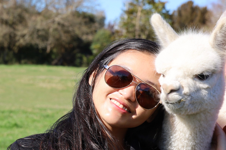 From Christchurch: Alpaca Farm Tour with Feeding and Guide