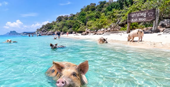 Koh Samui: Pig Island & Koh Tan Snorkeling Longtail Boat