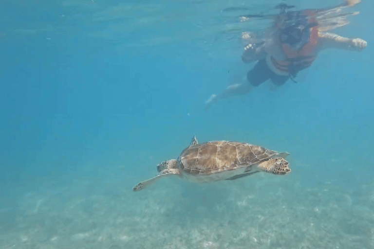 Tulum: Ruins, Cenotes, Turtle Swim, and Lunch Tour