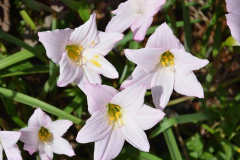 Wanderung durch den Mazumbai-Wald
