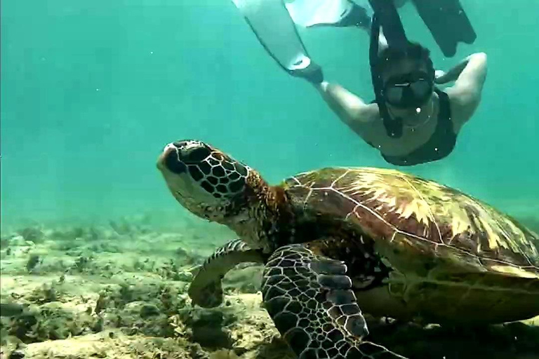 Cebu: Oslob Whale Sharks, Aguinid Falls & Moalboal Snorkling Shared Tour Option