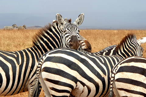4-tägige Last-Minute-Safari zum Lake Manyara, ...
