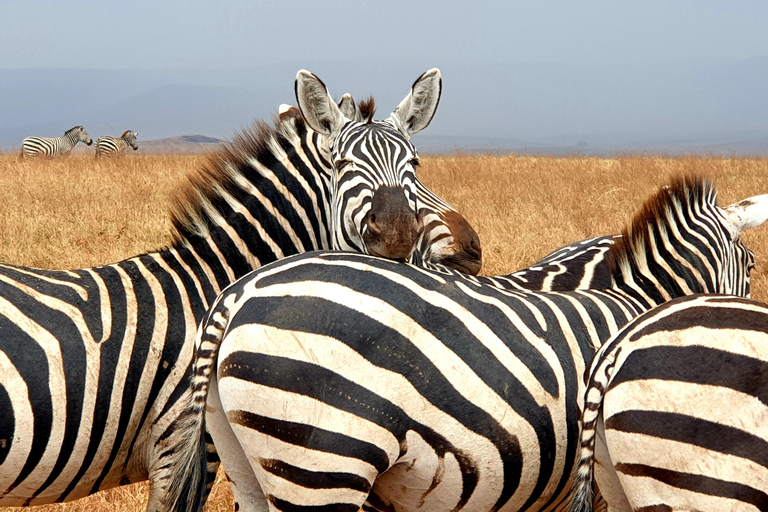 4-tägige Last-Minute-Safari zum Lake Manyara, ...