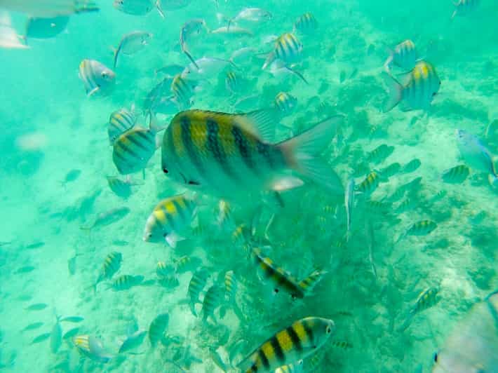 Punta Cana Private VIPKatamaranPartyKreuzfahrt und Schnorcheln