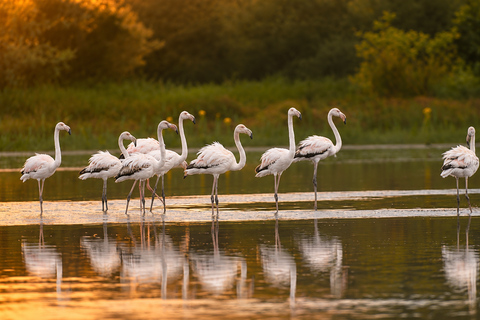 Camargue: Special sunrise/sunset photography session with horses and birds Camargue: Special sunrise/sunset photo shoot with horses and birds