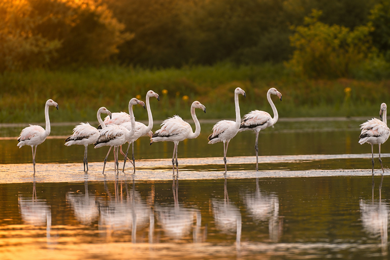 Camargue: Special sunrise/sunset photography session with horses and birds Camargue: Special sunrise/sunset photo shoot with horses and birds