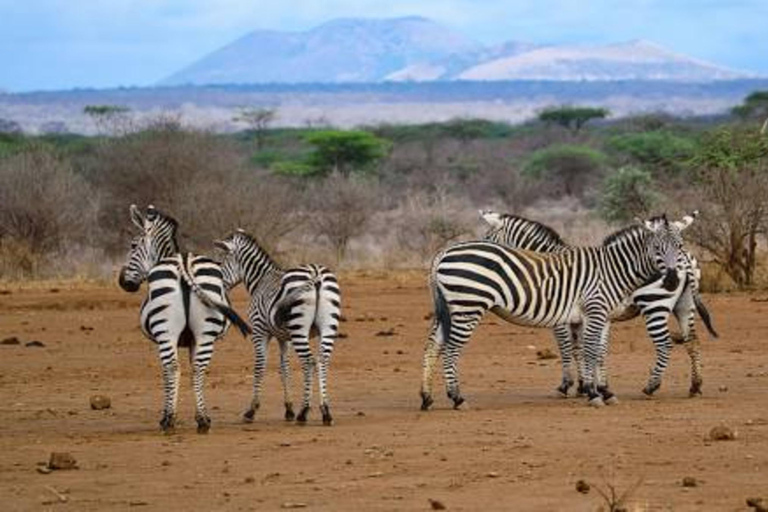 Kenya: 10-Day Private Safari with Accommodation