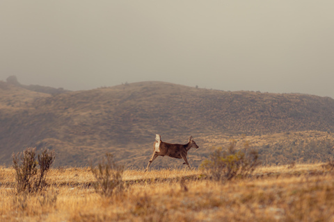 Cotopaxi: Full-day tour from Baños to Quito or vice versa Cotopaxi: Full-Day Tour from Baños to Quito or Vice Versa