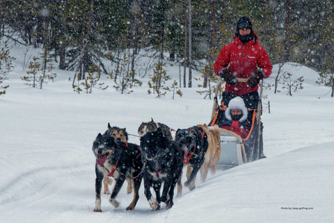 Rovaniemi: esperienza di guida autonoma di 1 ora con gli Husky in slittaSolo Drive (1 persona su slitta)