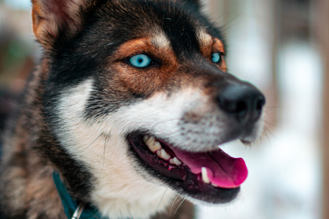 Rovaniemi: Experiência de 1 hora em trenó puxado por huskiesSolo Drive (1 pessoa no trenó)