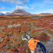 Abisko: Panorama View – Husky Hike