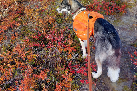 Abisko: Panorama View - Huskie Hike
