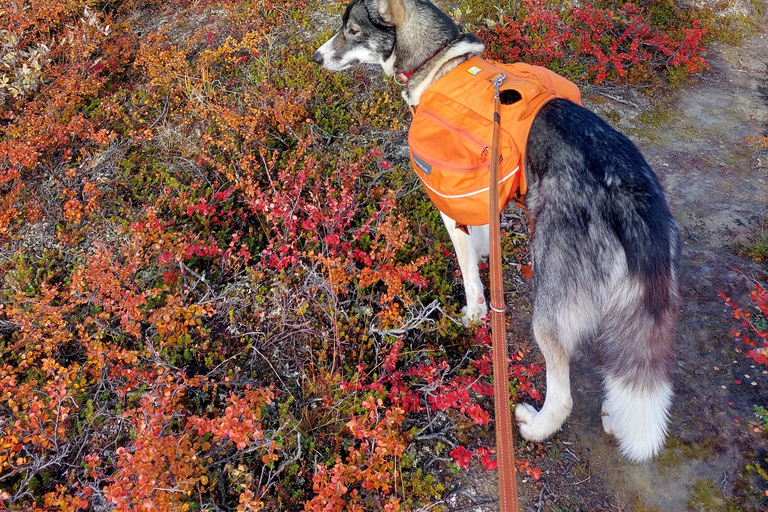 Abisko: Panorama View - Huskie Hike